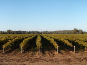 Picture of St Anne's Vineyard in the Sunlight