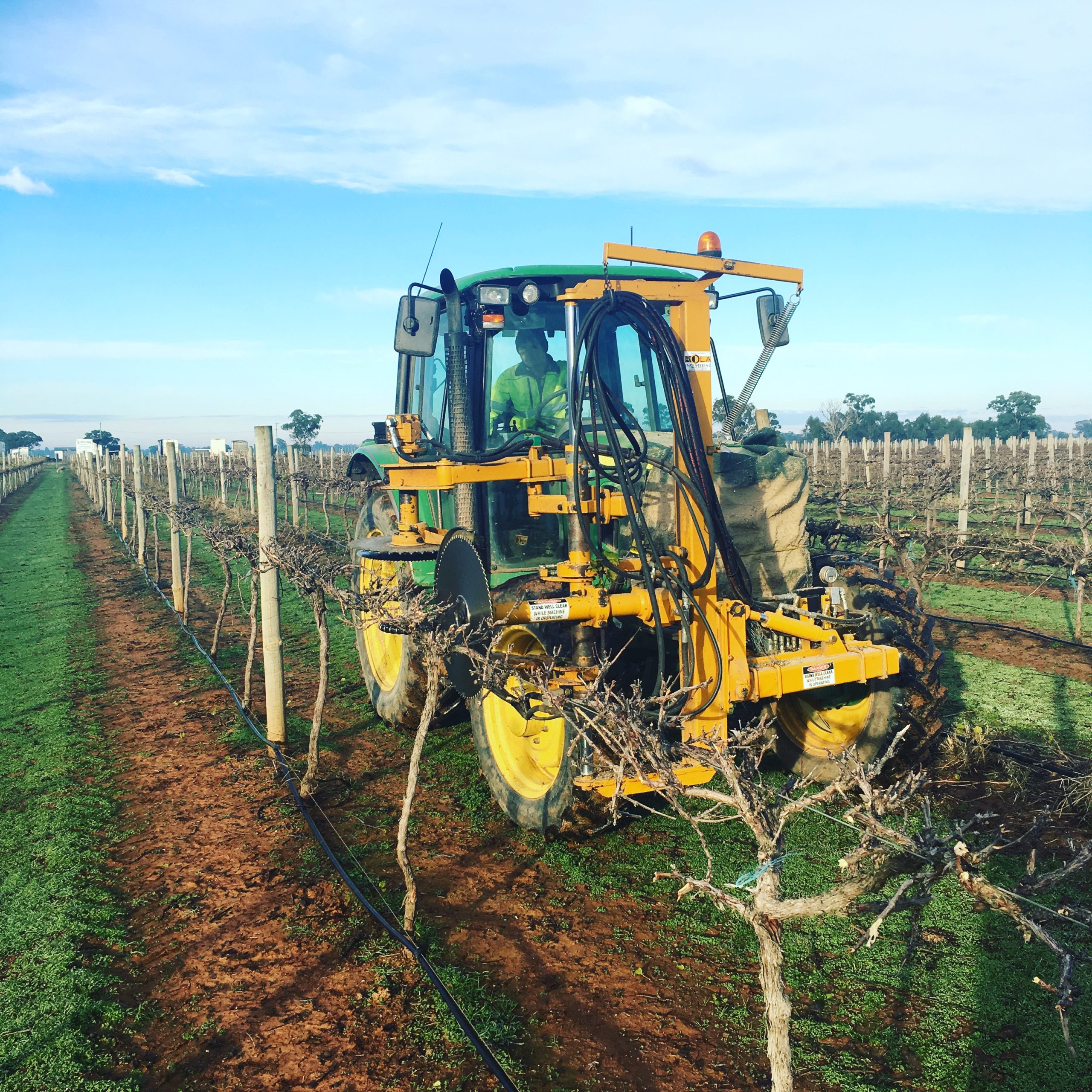 Pruning Season at St Anne's Winery