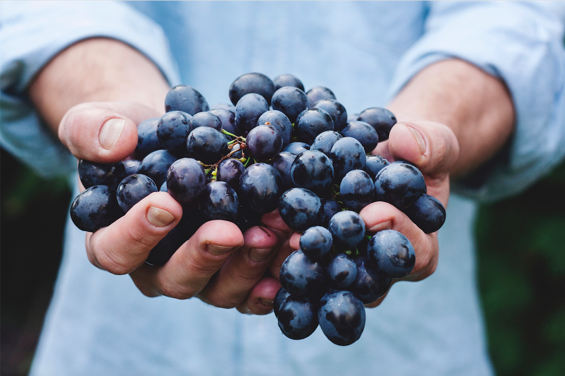 A person wearing a blue shirt, presenting a bunch of black grapes with their two hands.
