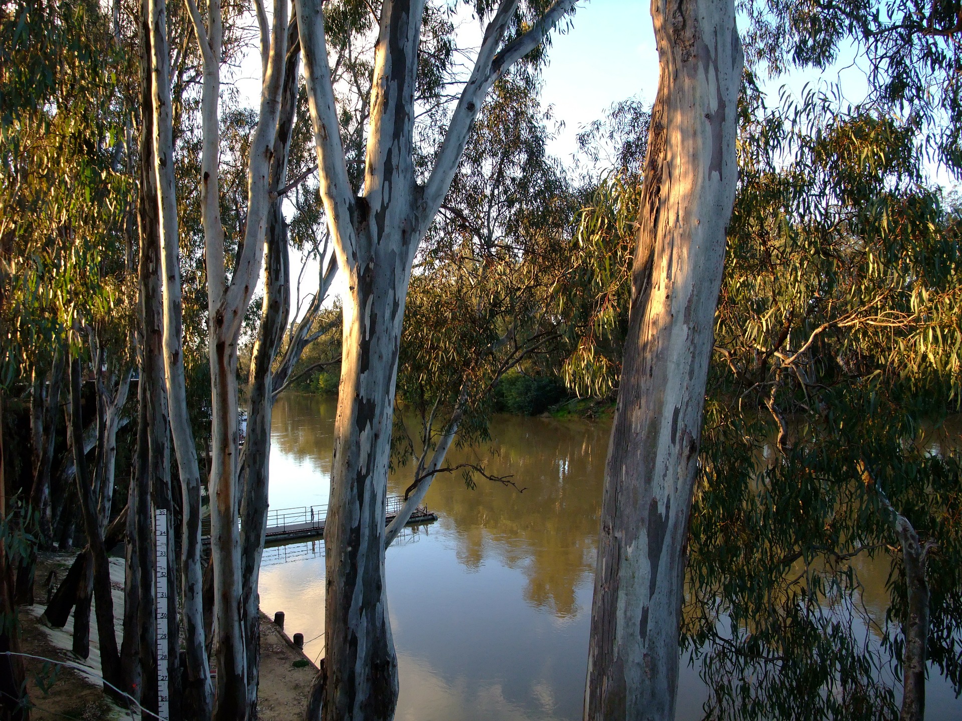 An image of a river lined with gum trees.