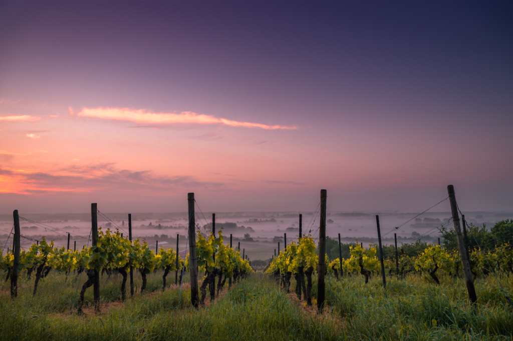 St Anne's Vineyard in the Evening